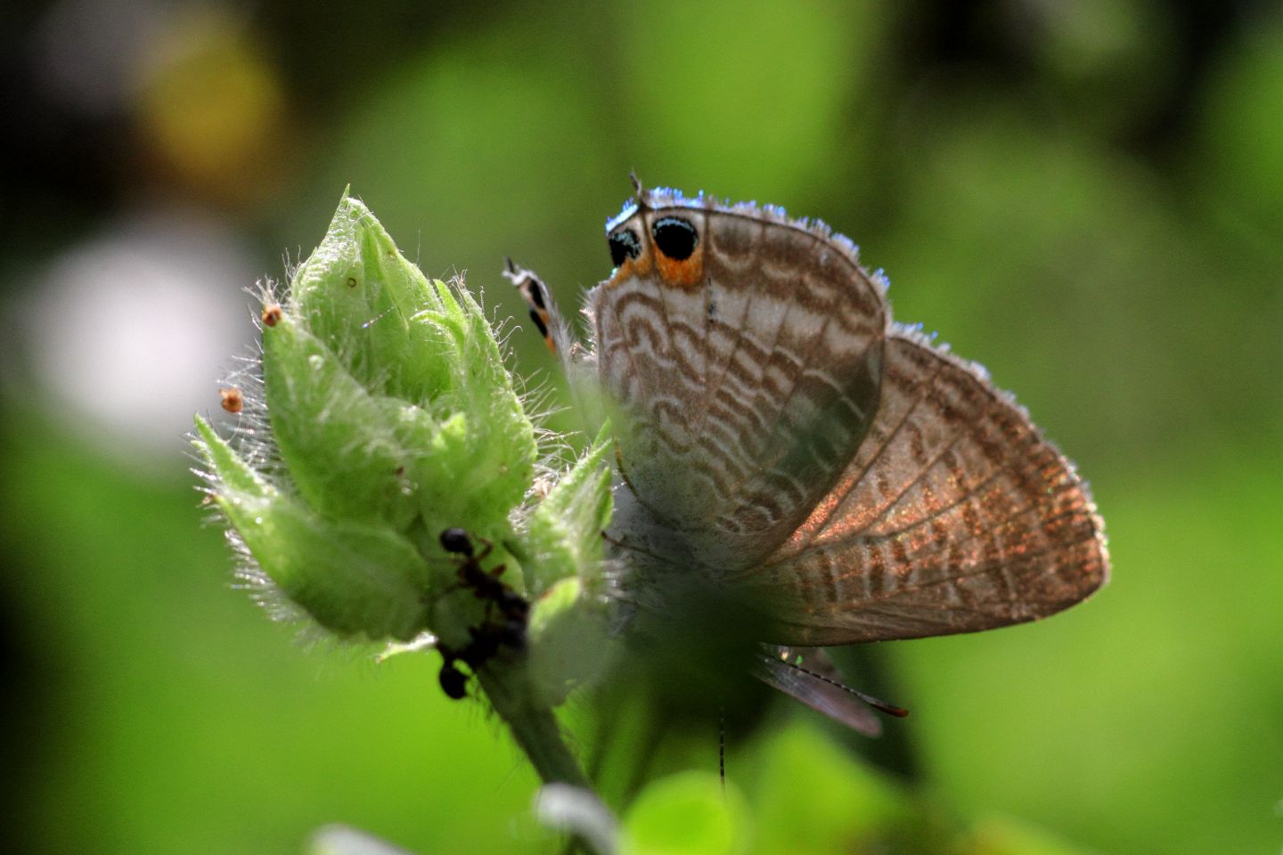 Canon EOS 60D + Canon EF100mm F2 USM + Extension Tube EF25II