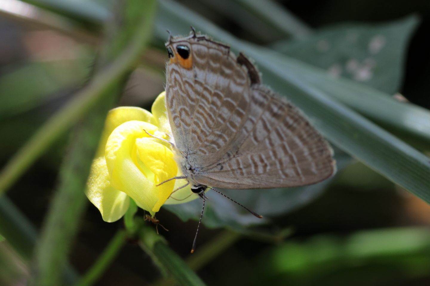 Canon EOS 60D + Canon EF100mm F2 USM + Extension Tube EF25II