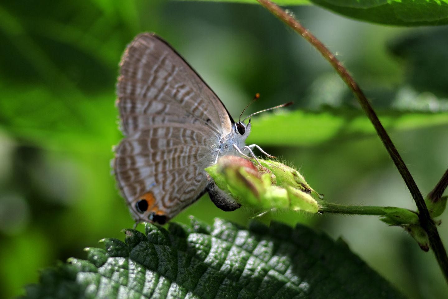 Canon EOS 60D + Canon EF100mm F2 USM + Extension Tube EF25II