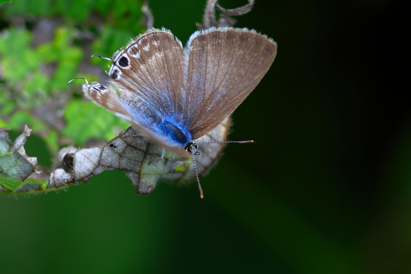 Canon EOS 60D + Canon EF100mm F2 USM + Extension Tube EF25II