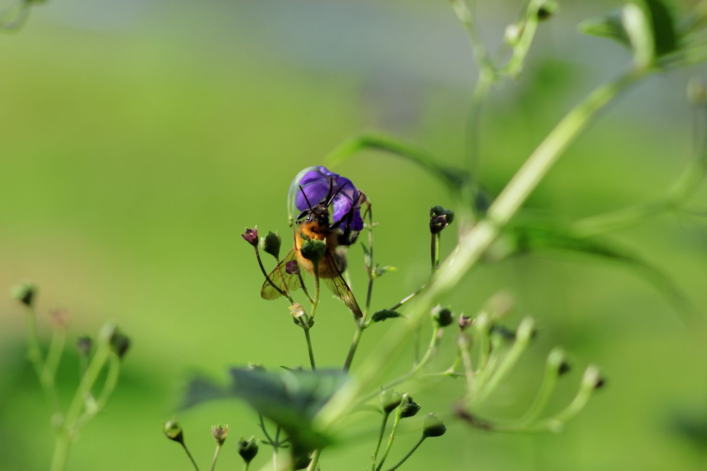 Canon EOS 60D + Canon EF100mm F2 USM + Extension Tube EF12II