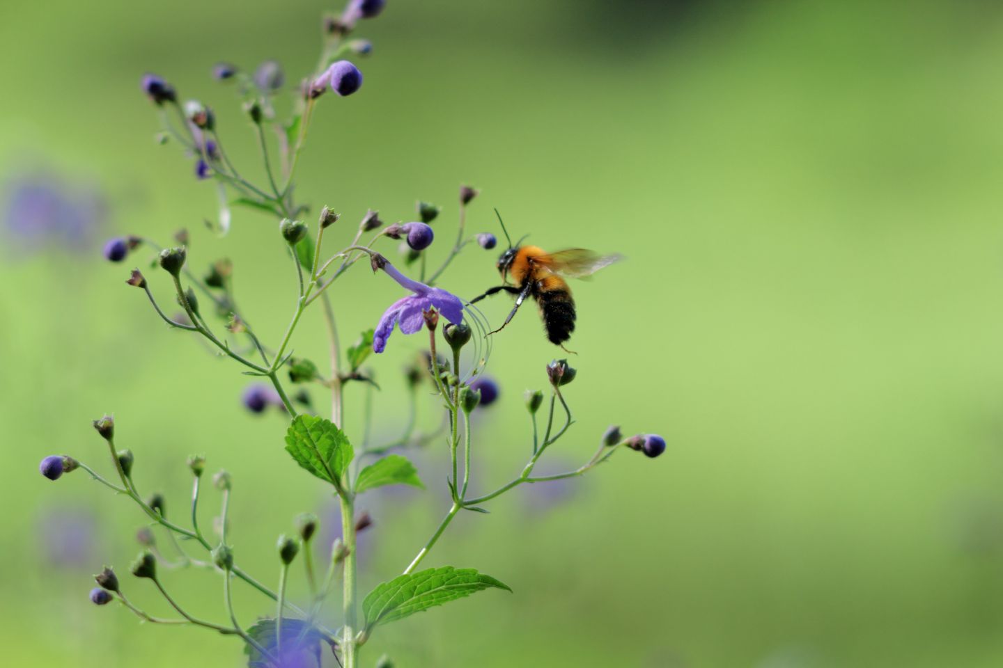 Canon EOS 60D + Canon EF100mm F2 USM + Extension Tube EF12II