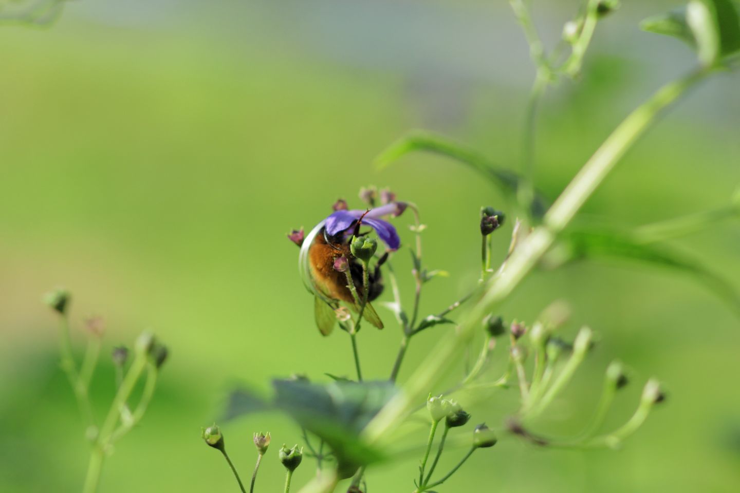 Canon EOS 60D + Canon EF100mm F2 USM + Extension Tube EF12II