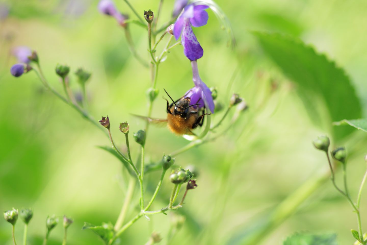 Canon EOS 60D + Canon EF100mm F2 USM + Extension Tube EF12II