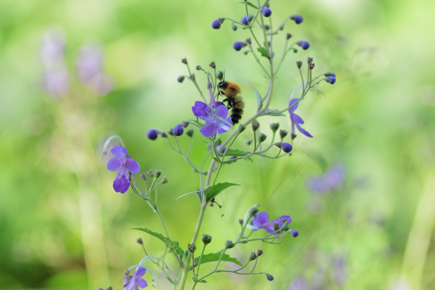 Canon EOS 60D + Canon EF100mm F2 USM + Extension Tube EF12II