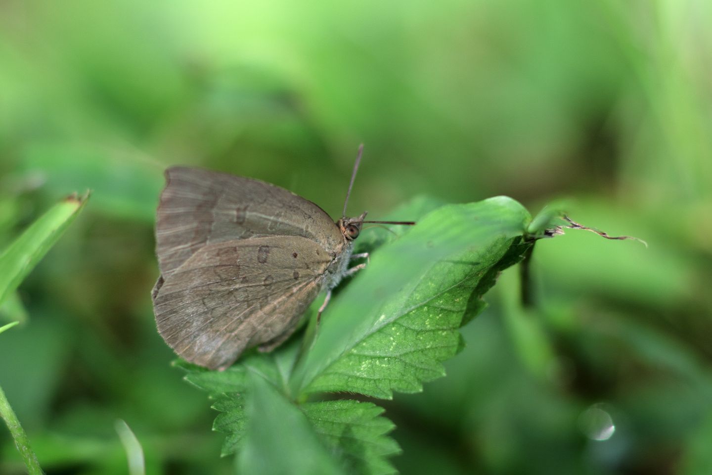 Canon EOS 60D + Canon EF100mm F2 USM + Extension Tube EF25II