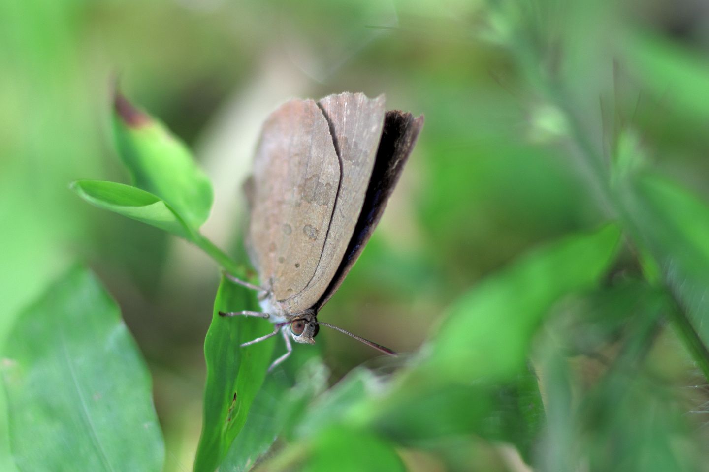 Canon EOS 60D + Canon EF100mm F2 USM + Extension Tube EF25II