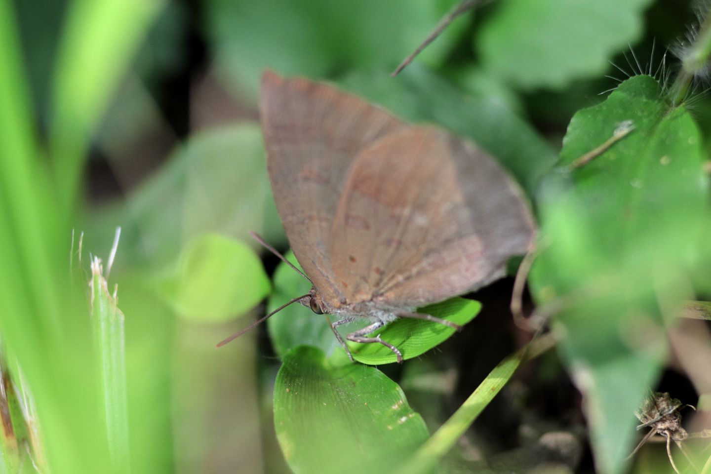 Canon EOS 60D + Canon EF100mm F2 USM + Extension Tube EF25II