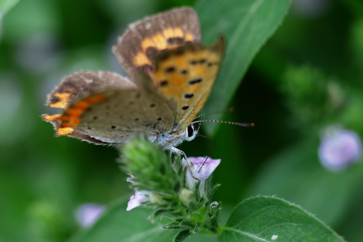 Canon EOS 60D + Canon EF100mm F2 USM + Extension Tube EF25II