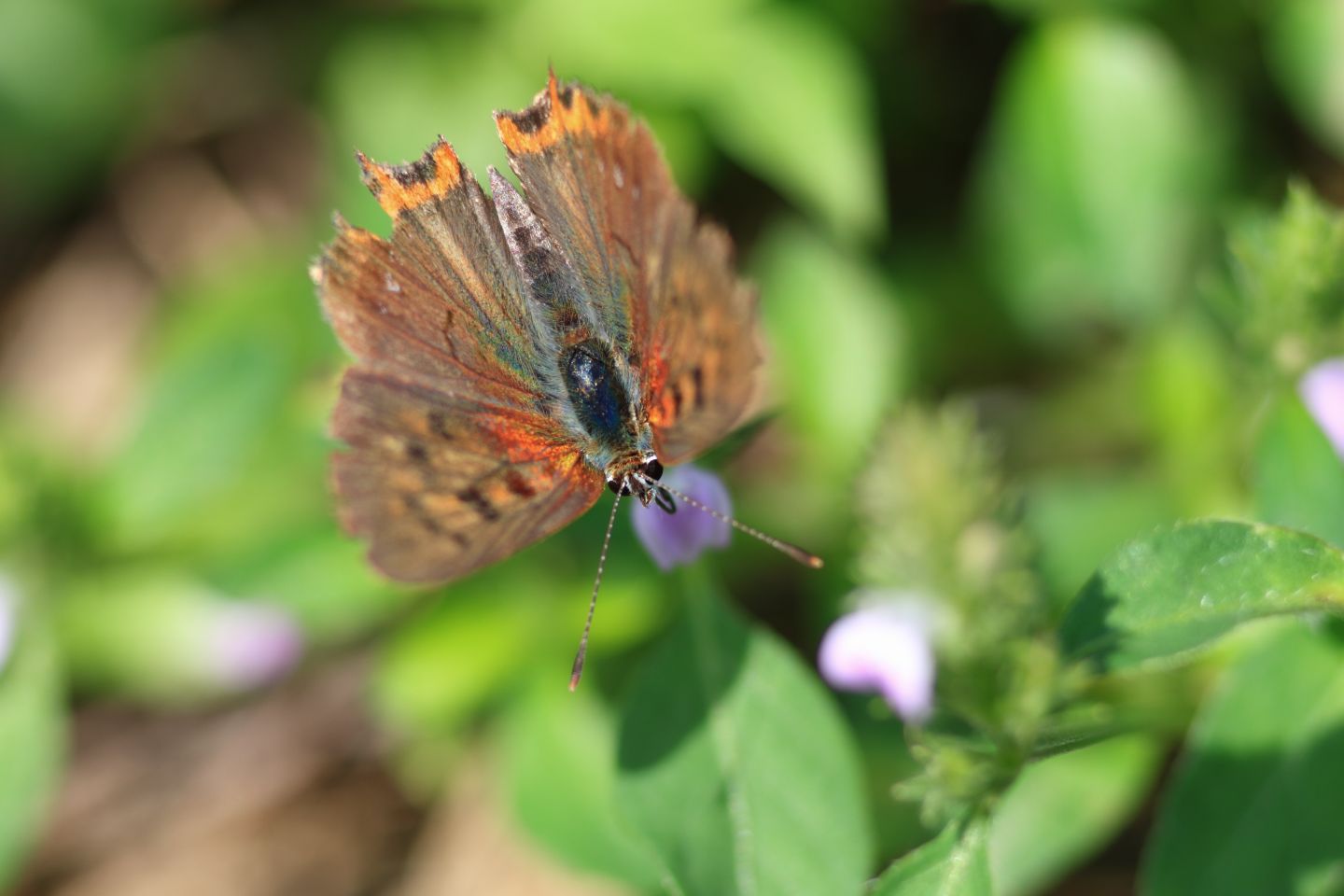 Canon EOS 60D + Canon EF100mm F2 USM + Extension Tube EF25II