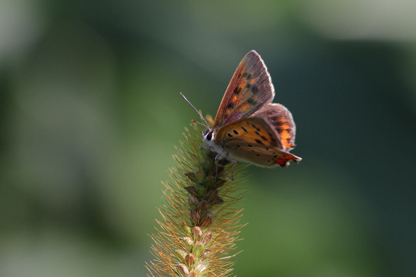 Canon EOS 60D + Canon EF100mm F2 USM + Extension Tube EF12II