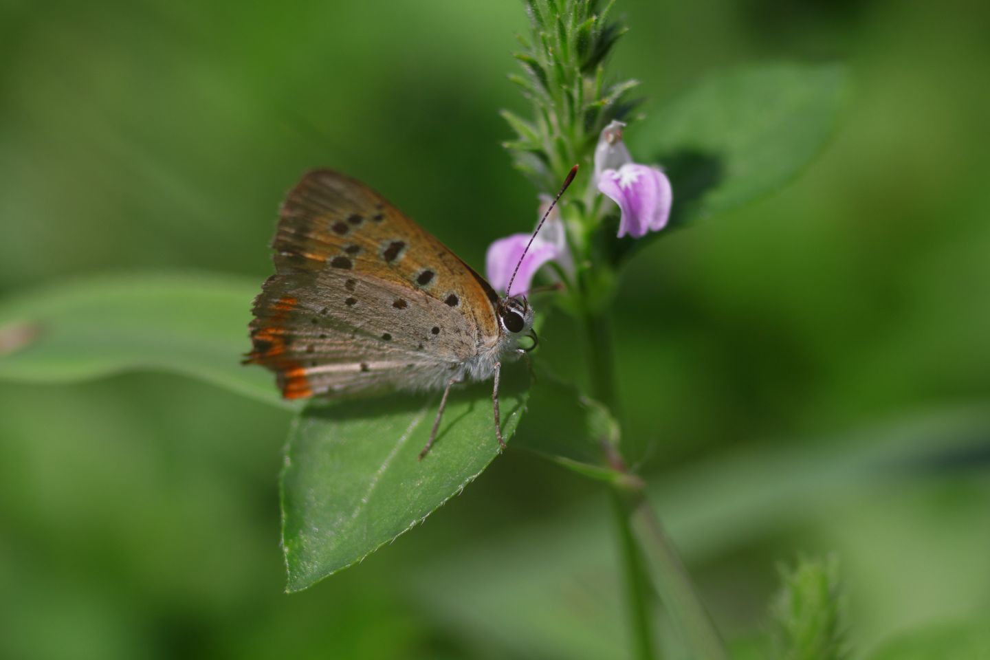 Canon EOS 60D + Canon EF100mm F2 USM + Extension Tube EF25II