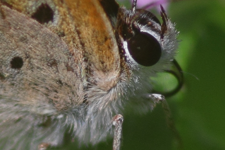 Canon EOS 60D + Canon EF100mm F2 USM + Extension Tube EF25II