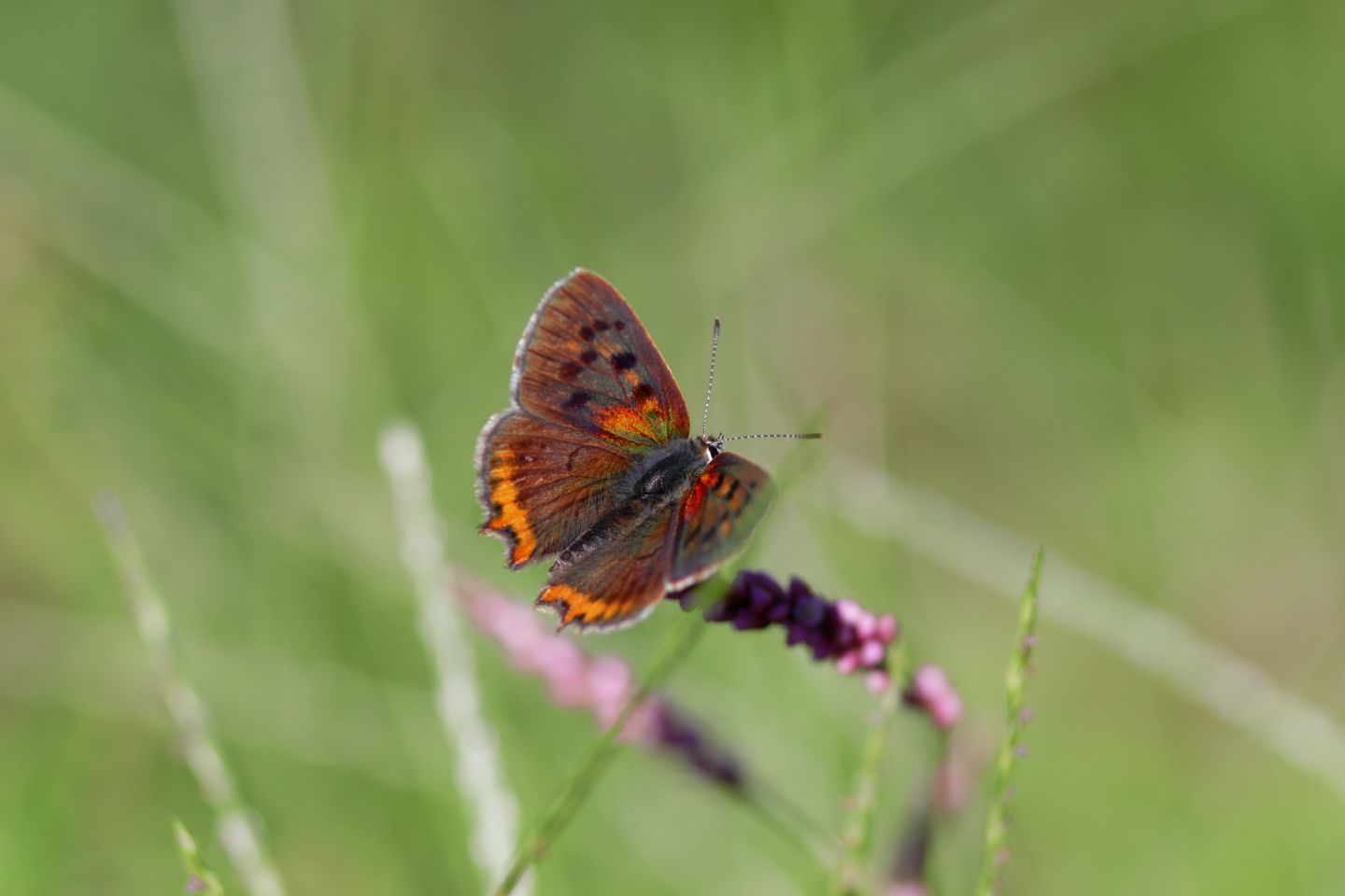 Canon EOS 60D + Canon EF100mm F2 USM + Extension Tube EF12II