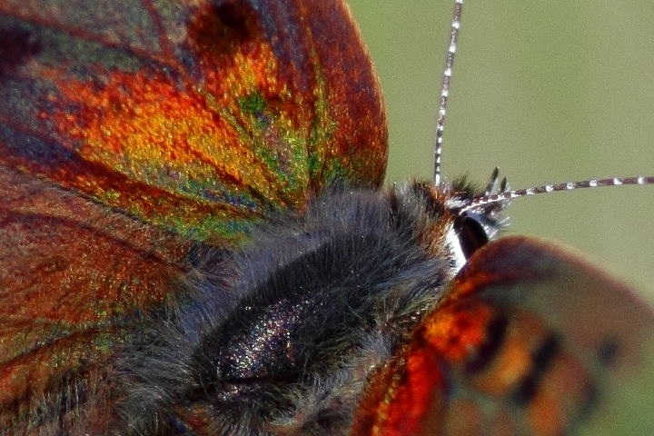 Canon EOS 60D + Canon EF100mm F2 USM + Extension Tube EF12II