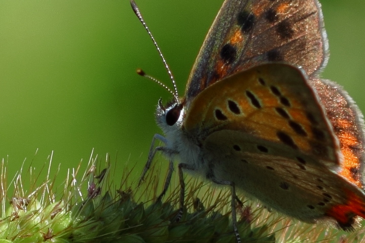 Canon EOS 60D + Canon EF100mm F2 USM + Extension Tube EF12II