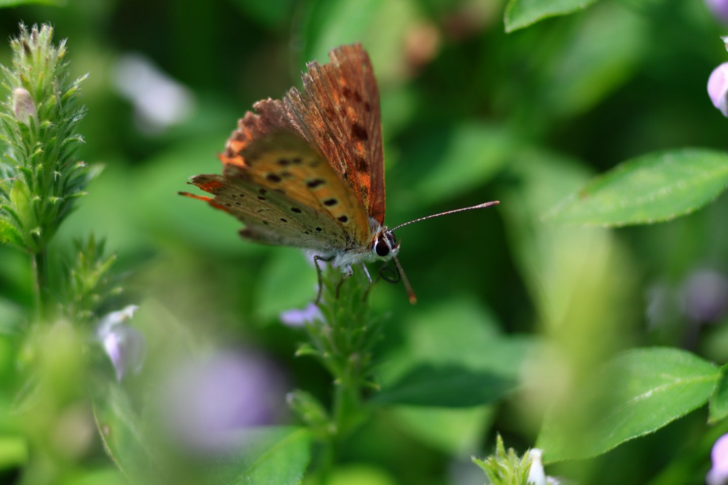 Canon EOS 60D + Canon EF100mm F2 USM + Extension Tube EF25II