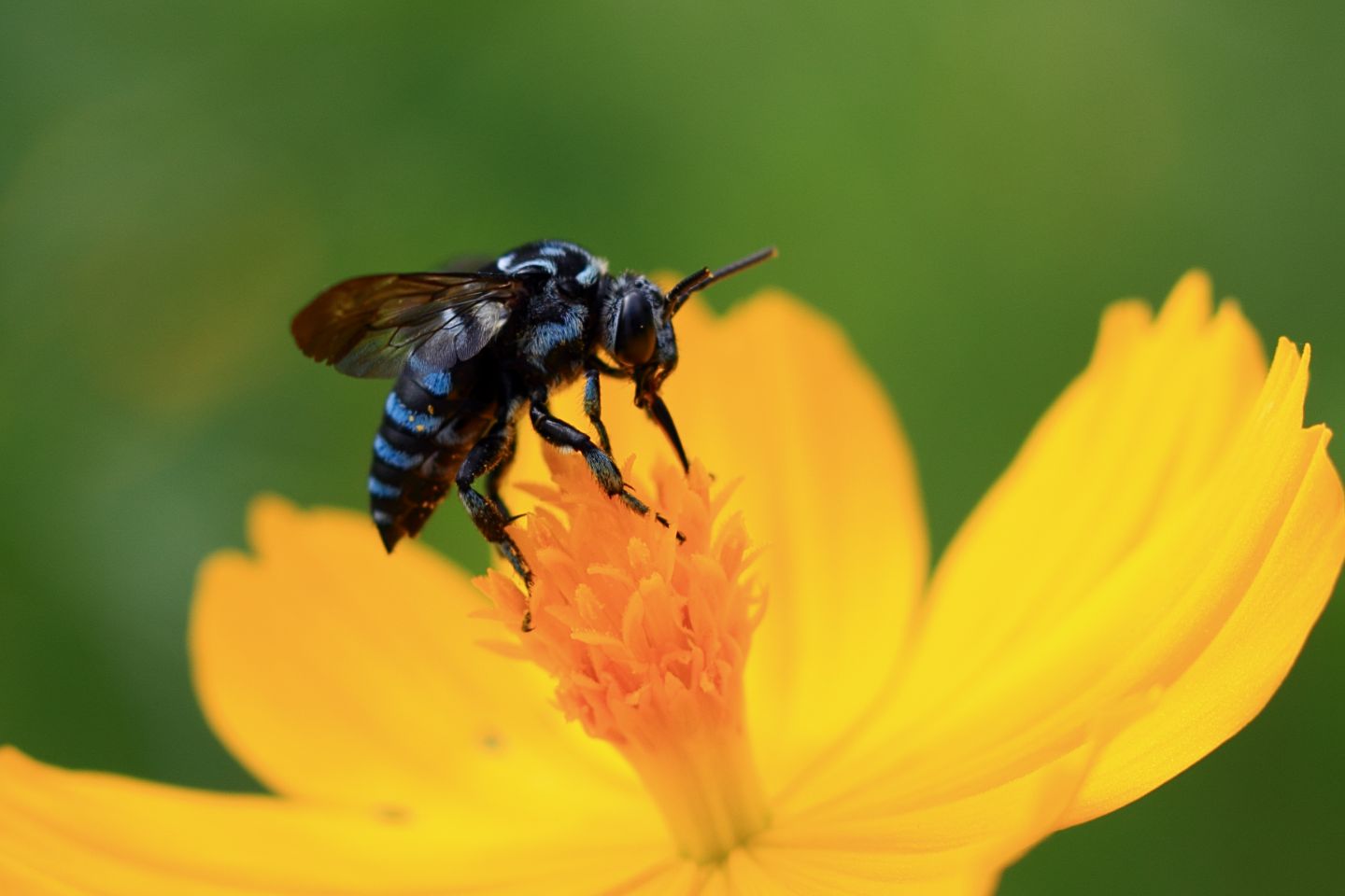 Canon EOS 60D + Canon EF100mm F2 USM + Extension Tube EF25II