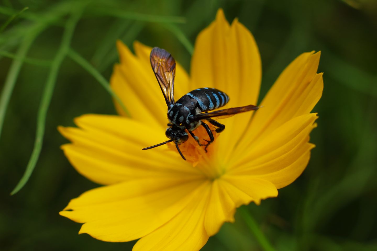 Canon EOS 60D + Canon EF100mm F2 USM + Extension Tube EF25II