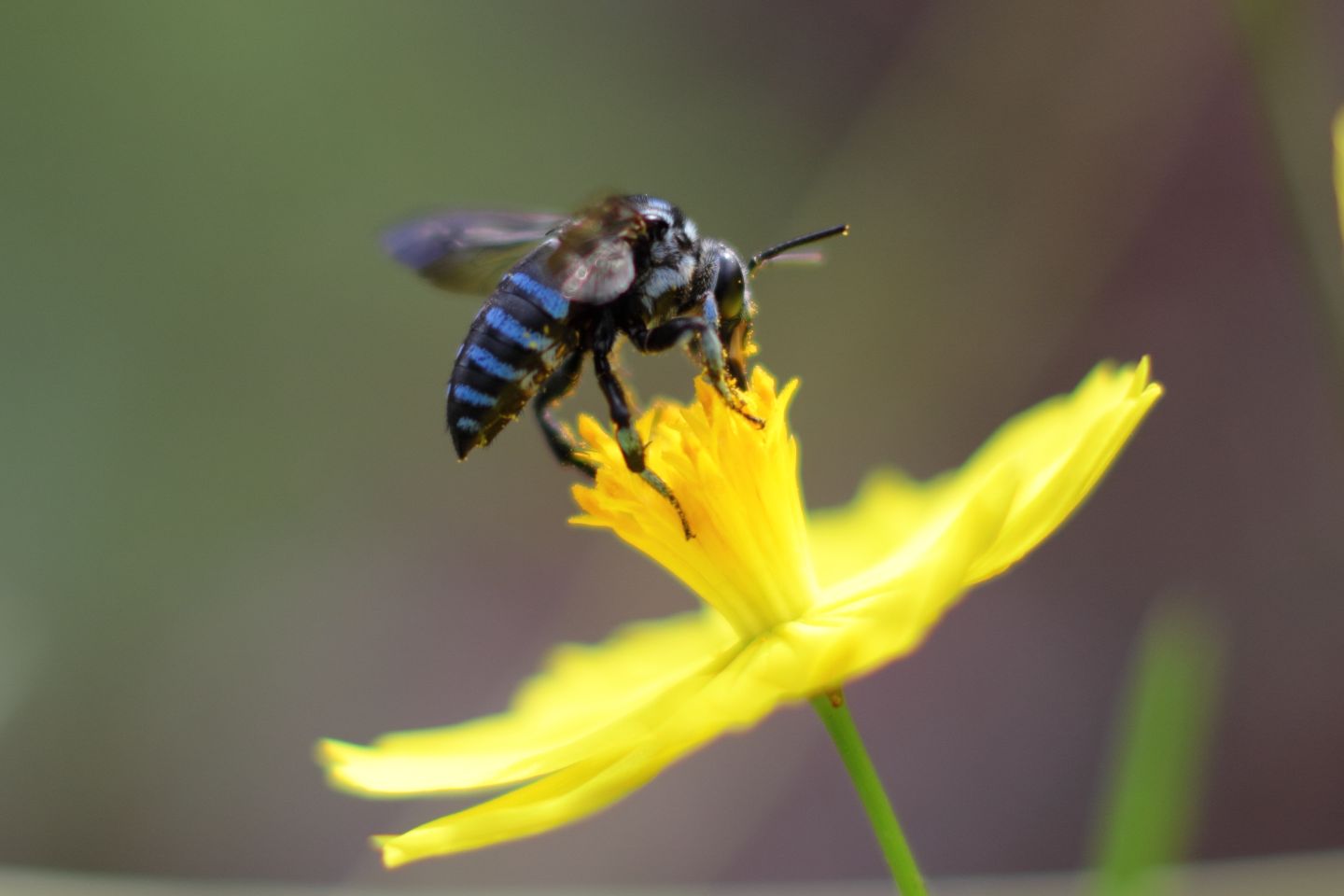 Canon EOS 60D + Canon EF100mm F2 USM + Extension Tube EF25II