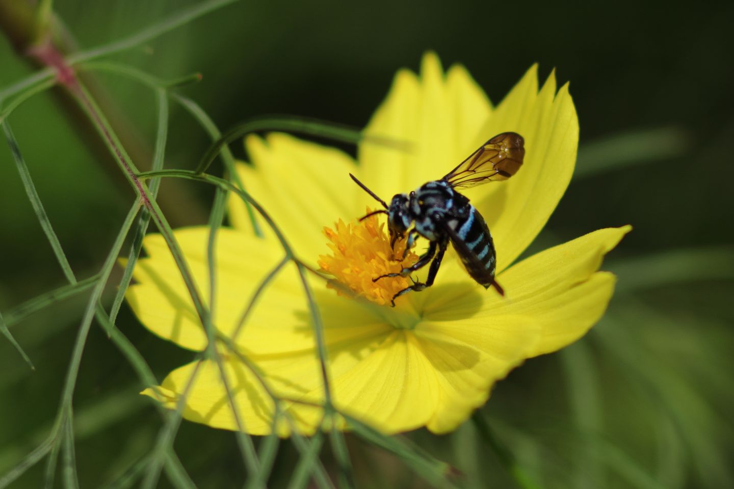 Canon EOS 60D + Canon EF100mm F2 USM + Extension Tube EF25II