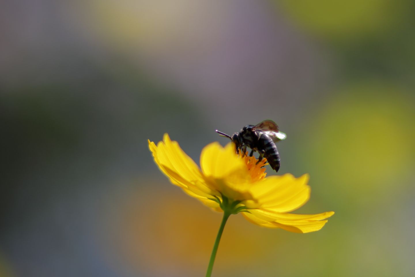 Canon EOS 60D + Canon EF100mm F2 USM + Extension Tube EF25II