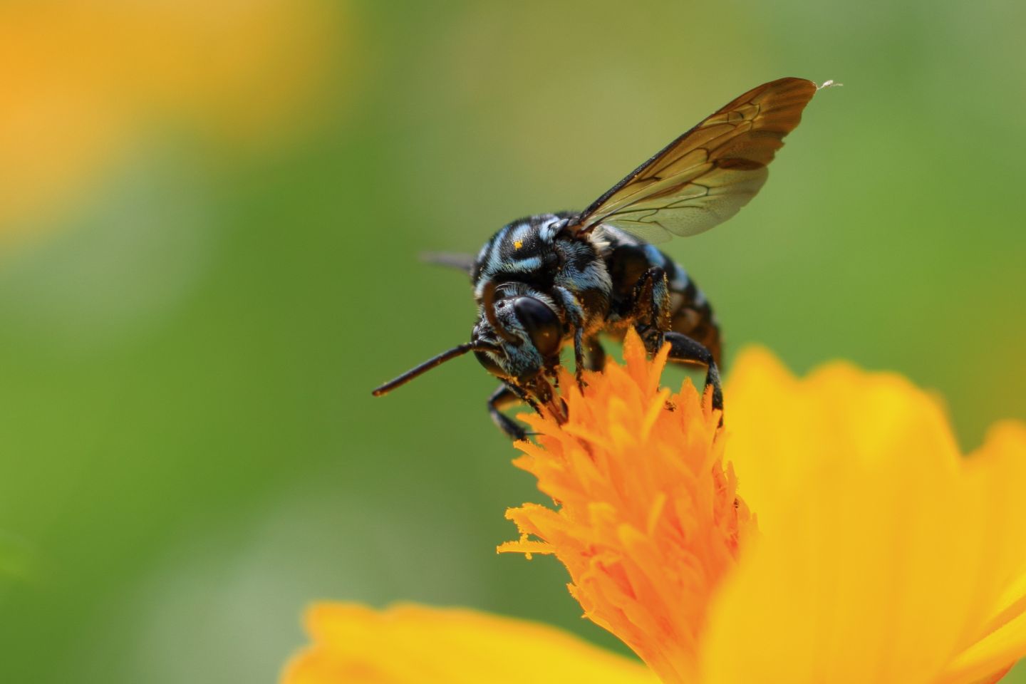 Canon EOS 60D + Canon EF100mm F2 USM + Extension Tube EF25II