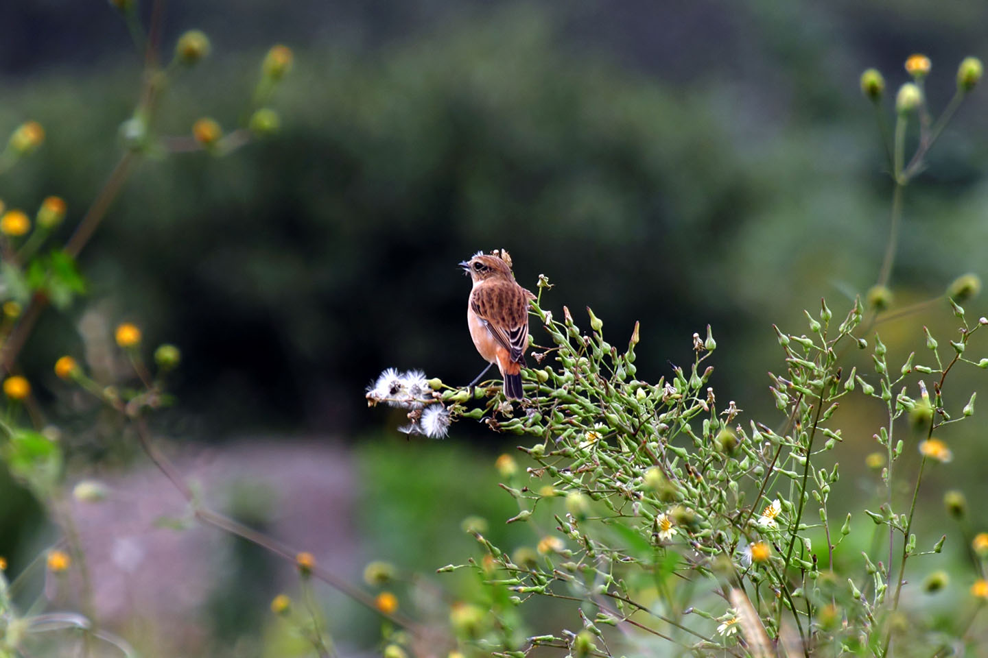 Canon EOS 60D + TAMRON SP 70-300mm F/4-5.6 Di VC USD (A005)