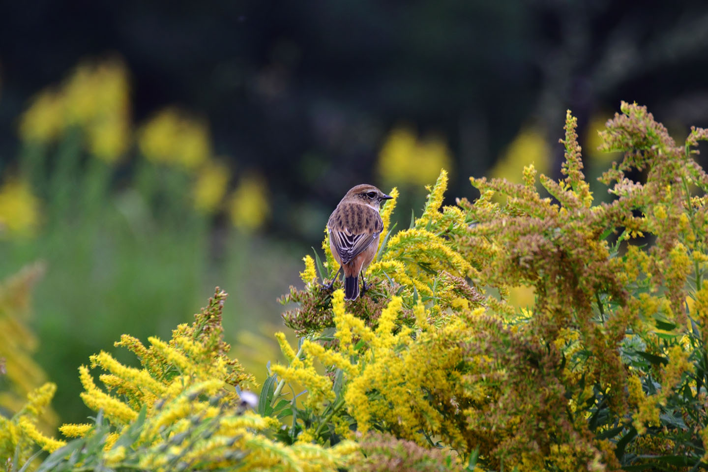 Canon EOS 60D + TAMRON SP 70-300mm F/4-5.6 Di VC USD (A005)