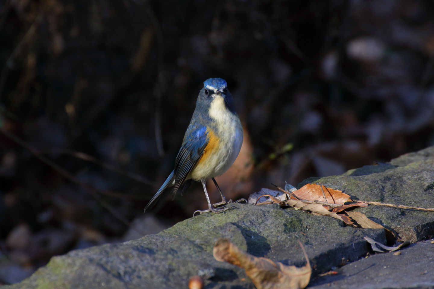 Canon EOS 6D + TAMRON SP 70-300mm F/4-5.6 Di VC USD (A005) + Kenko DIGITAL TELEPLUS PRO300 1.4X DGX