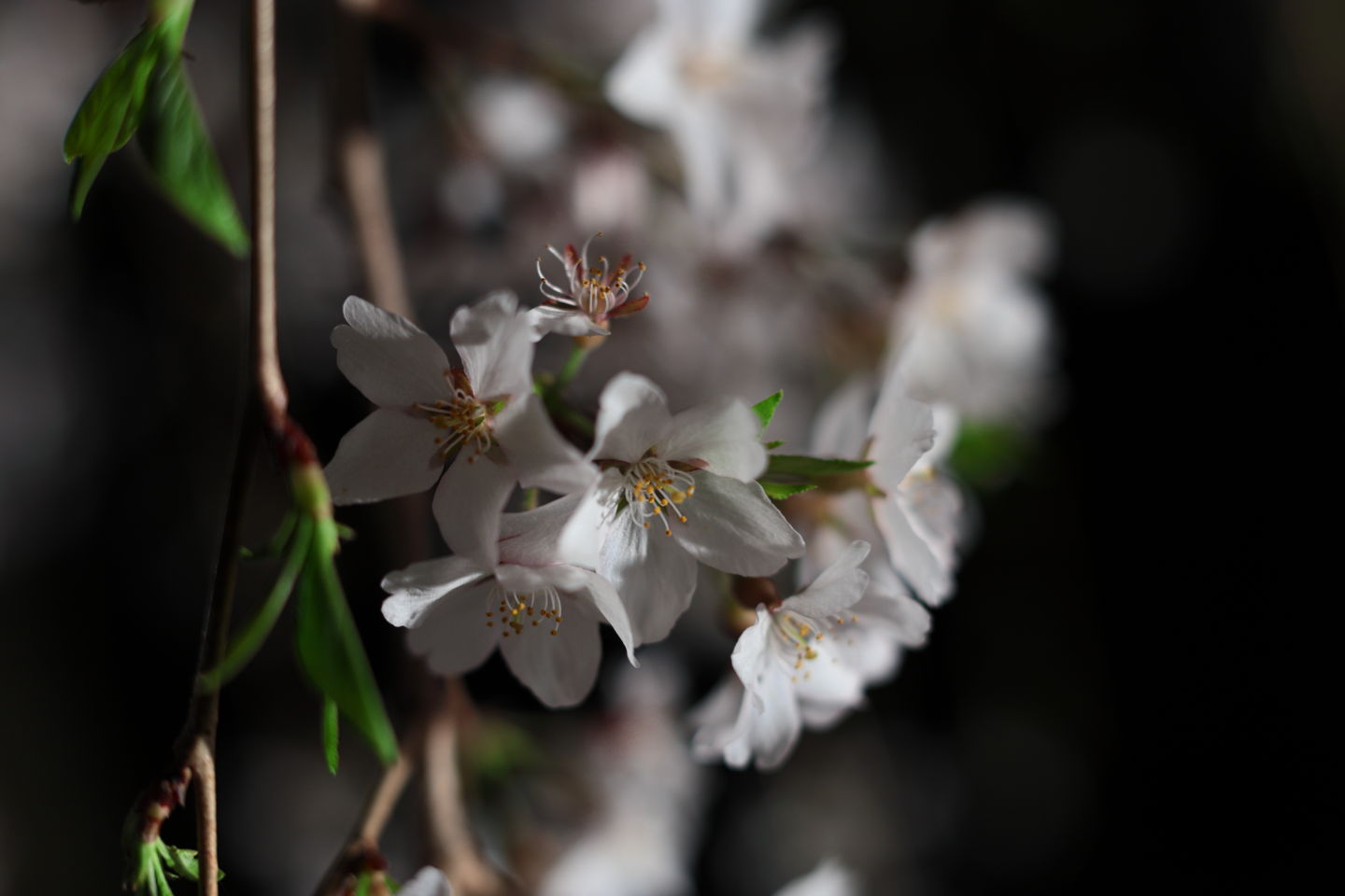 Canon EOS 6D + Canon EF50mm F1.4 USM + Extension Tube EF12II