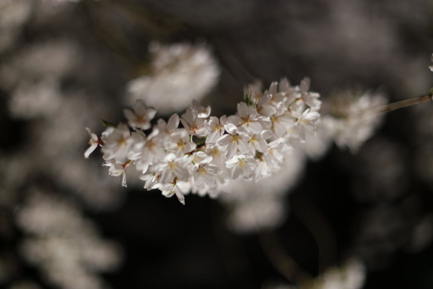 Canon EOS 6D + Canon EF50mm F1.4 USM