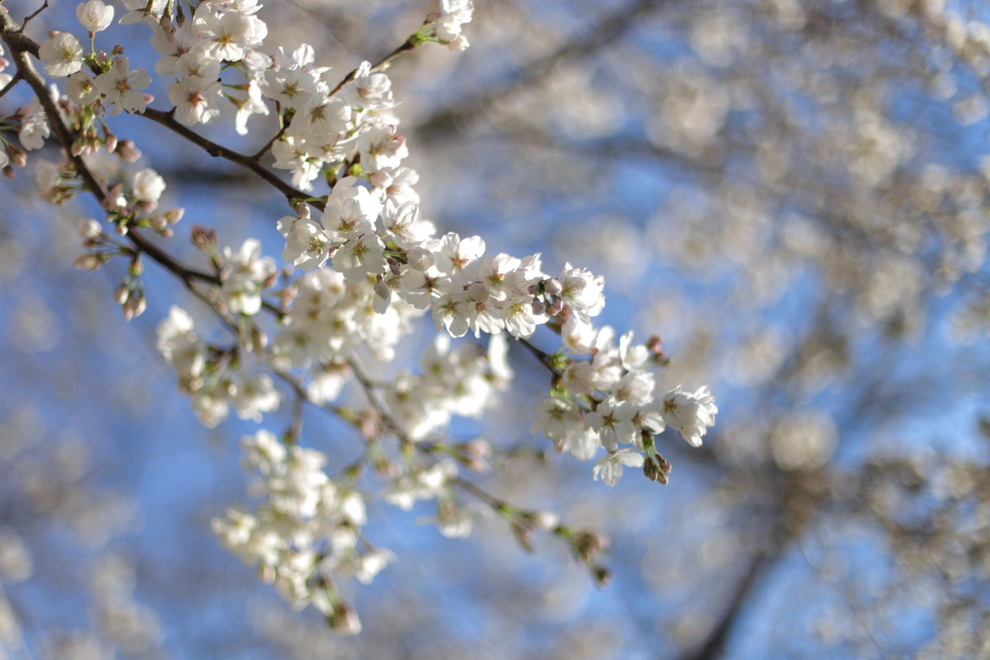 Canon EOS 6D + Canon EF50mm F1.4 USM