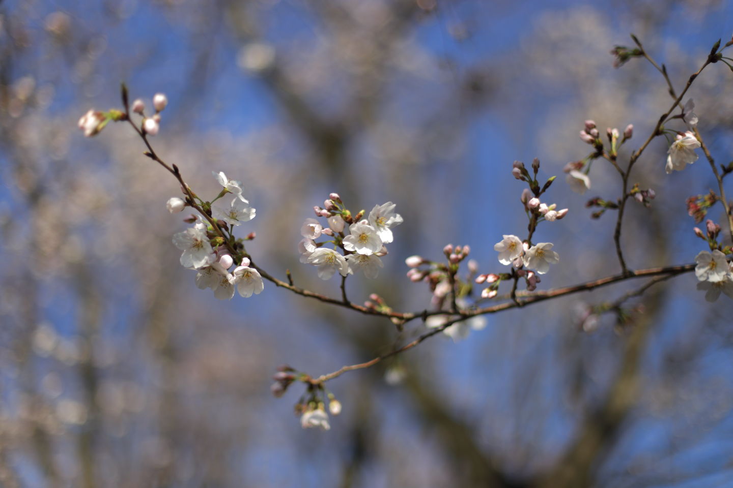 Canon EOS 6D + Canon EF50mm F1.4 USM