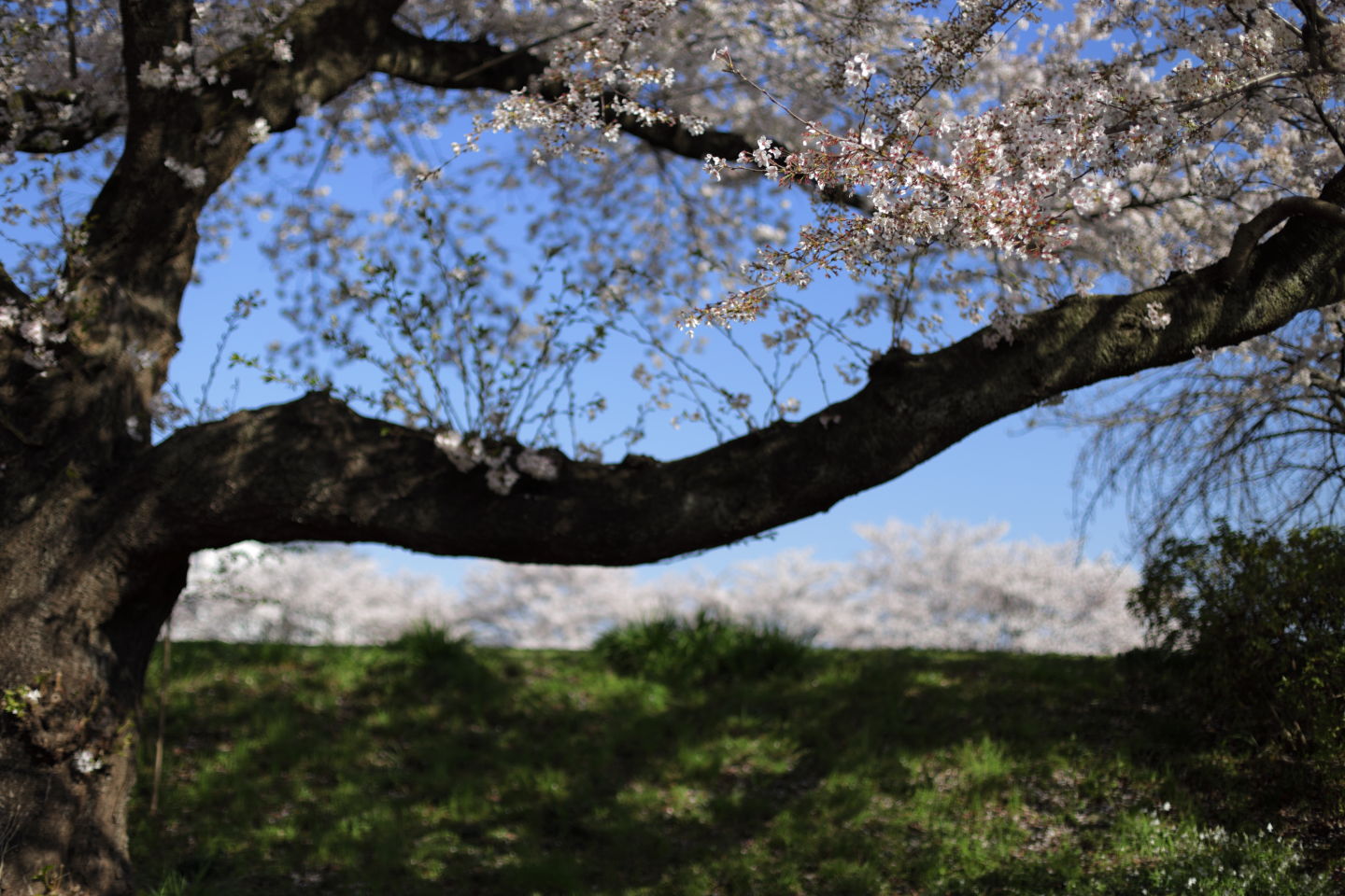 Canon EOS 6D + Canon EF50mm F1.4 USM