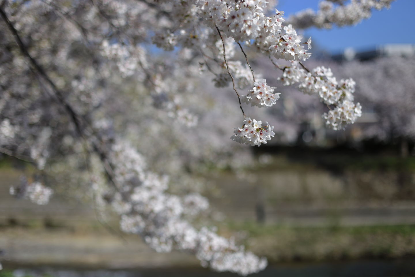 Canon EOS 6D + Canon EF50mm F1.4 USM