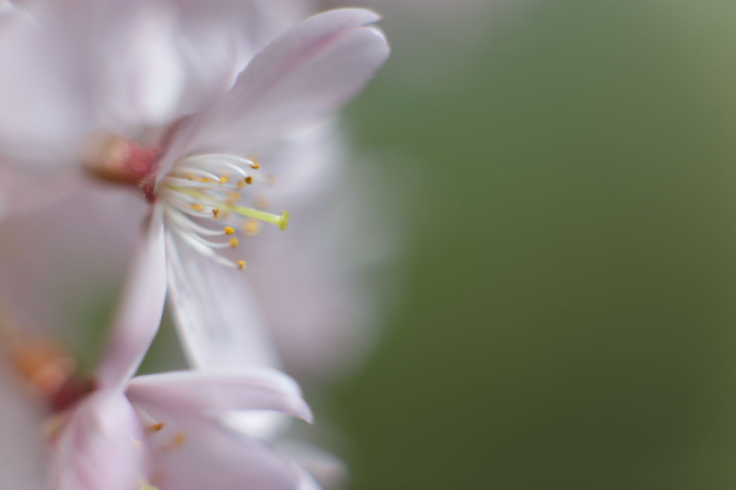 Canon EOS 6D + Canon EF50mm F1.4 USM + Extension Tube EF25II