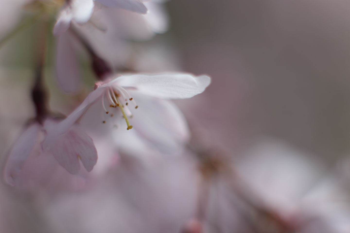 Canon EOS 6D + Canon EF50mm F1.4 USM + Extension Tube EF25II