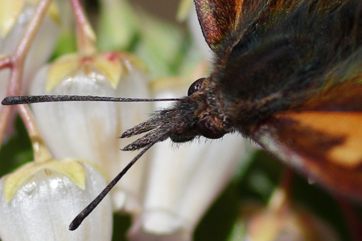 Canon EOS 6D + Canon EF100mm F2 USM + Extension Tube EF12II