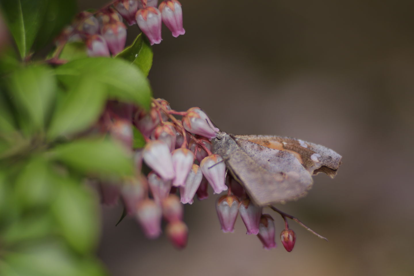 Canon EOS 6D + Canon EF100mm F2 USM + Extension Tube EF12II