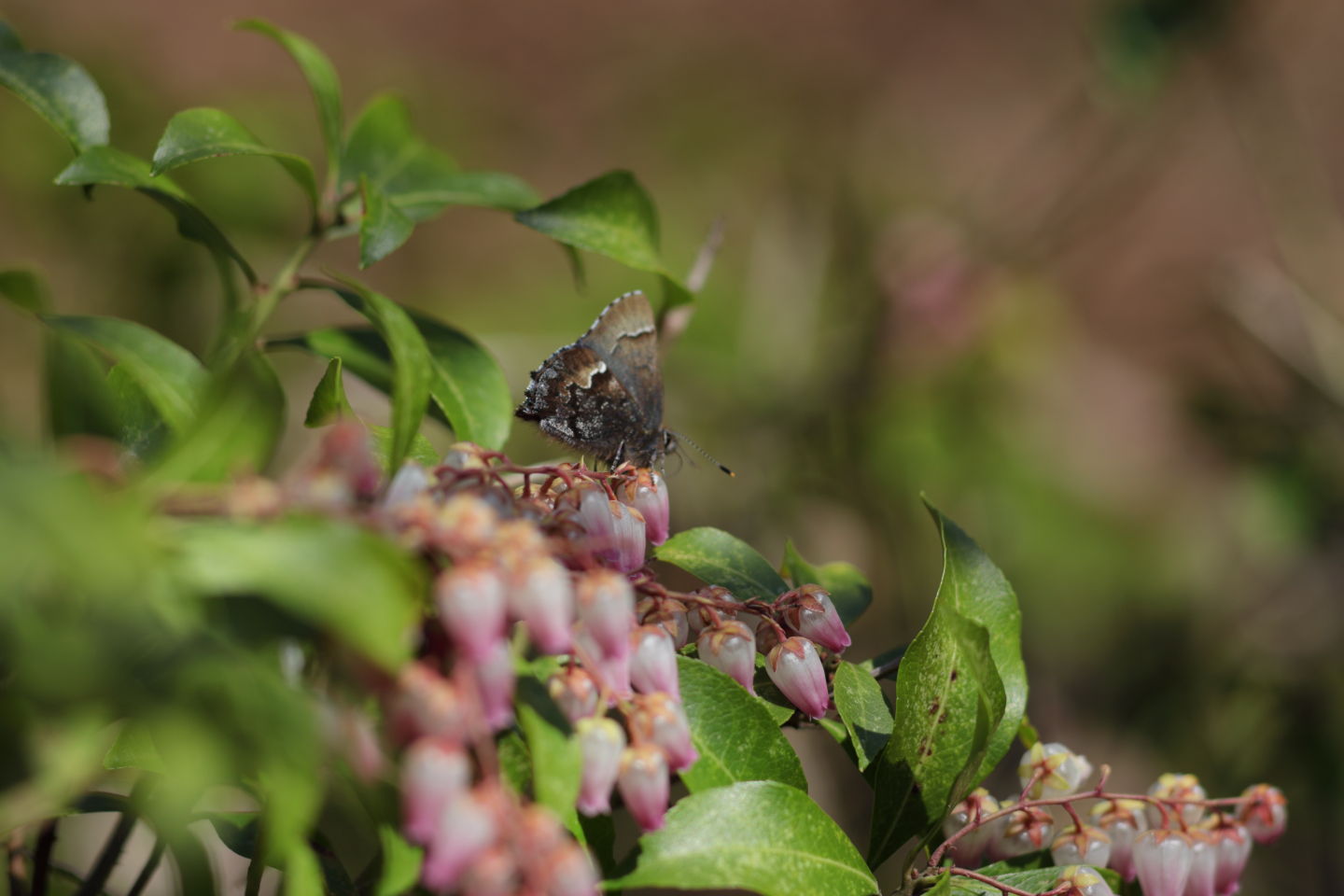 Canon EOS 6D + Canon EF100mm F2 USM + Extension Tube EF12II