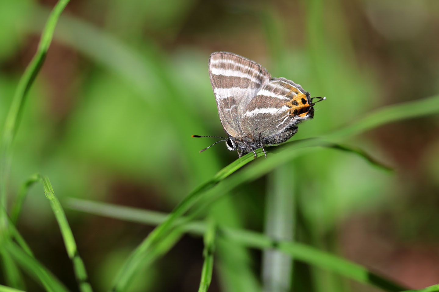 Canon EOS 6D + Canon EF100mm F2 USM + Extension Tube EF12II