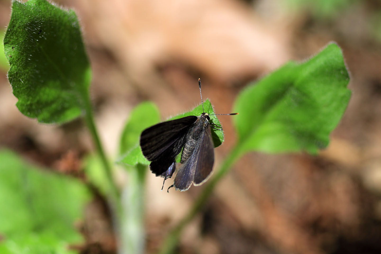 Canon EOS 6D + Canon EF100mm F2 USM + Extension Tube EF12II