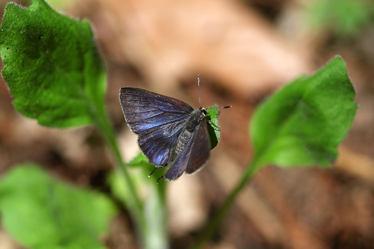 Canon EOS 6D + Canon EF100mm F2 USM + Extension Tube EF12II