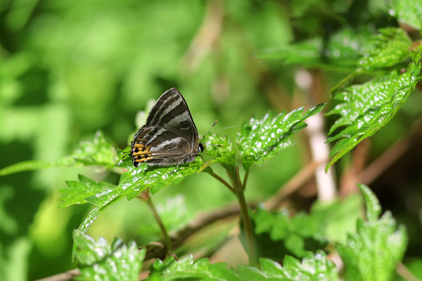 Canon EOS 6D + Canon EF100mm F2 USM + Extension Tube EF12II