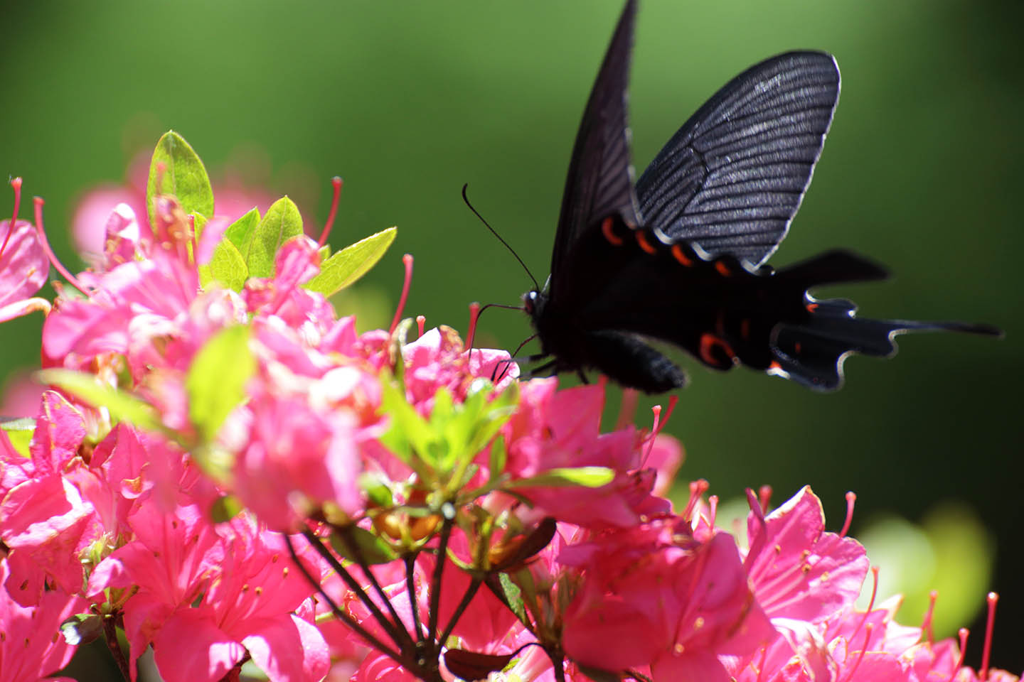 Canon EOS 6D + TAMRON SP 70-300mm F/4-5.6 Di VC USD (A005) + Extension Tube EF12II