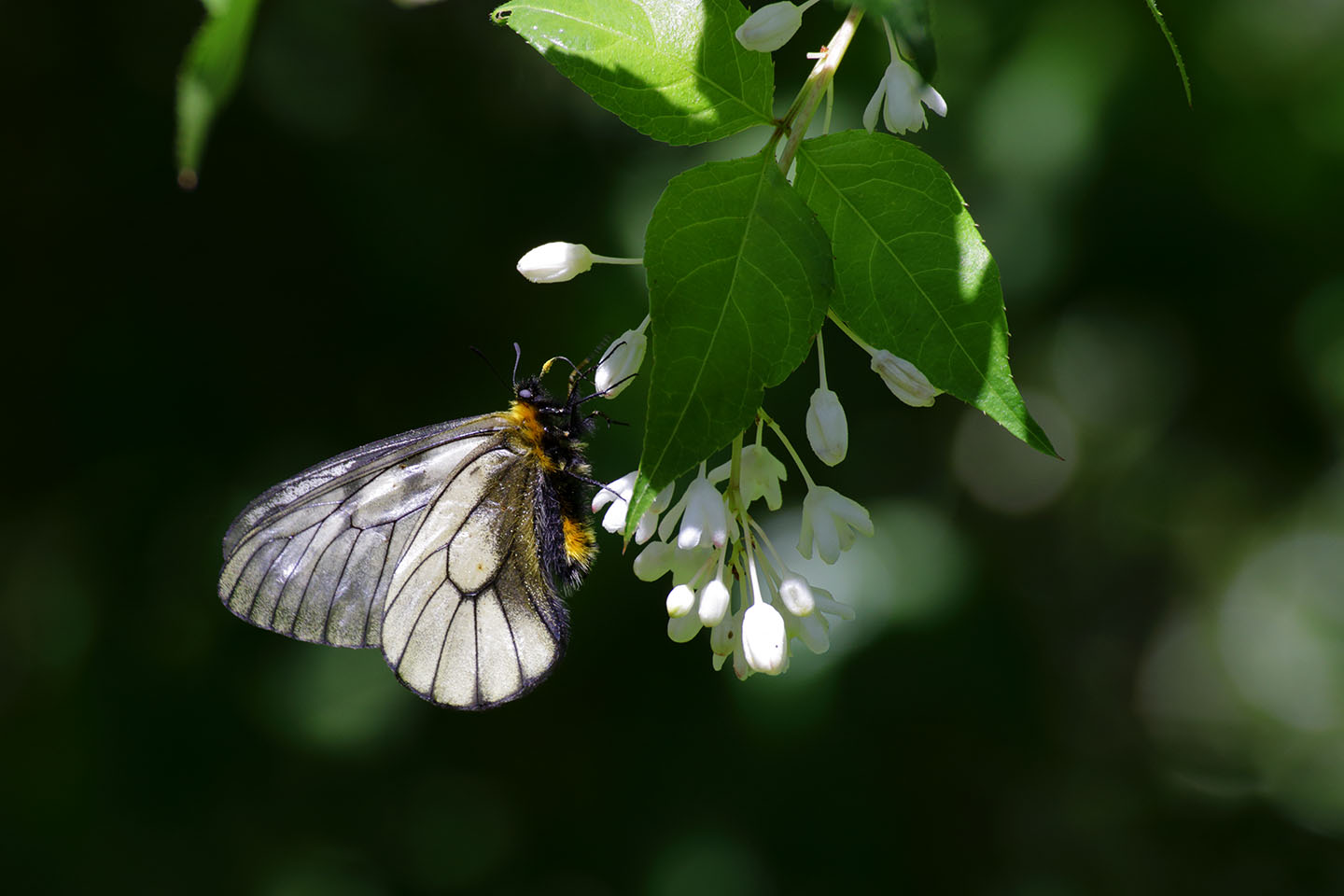 Canon EOS 6D + TAMRON SP 70-300mm F/4-5.6 Di VC USD (A005) + Extension Tube EF12II