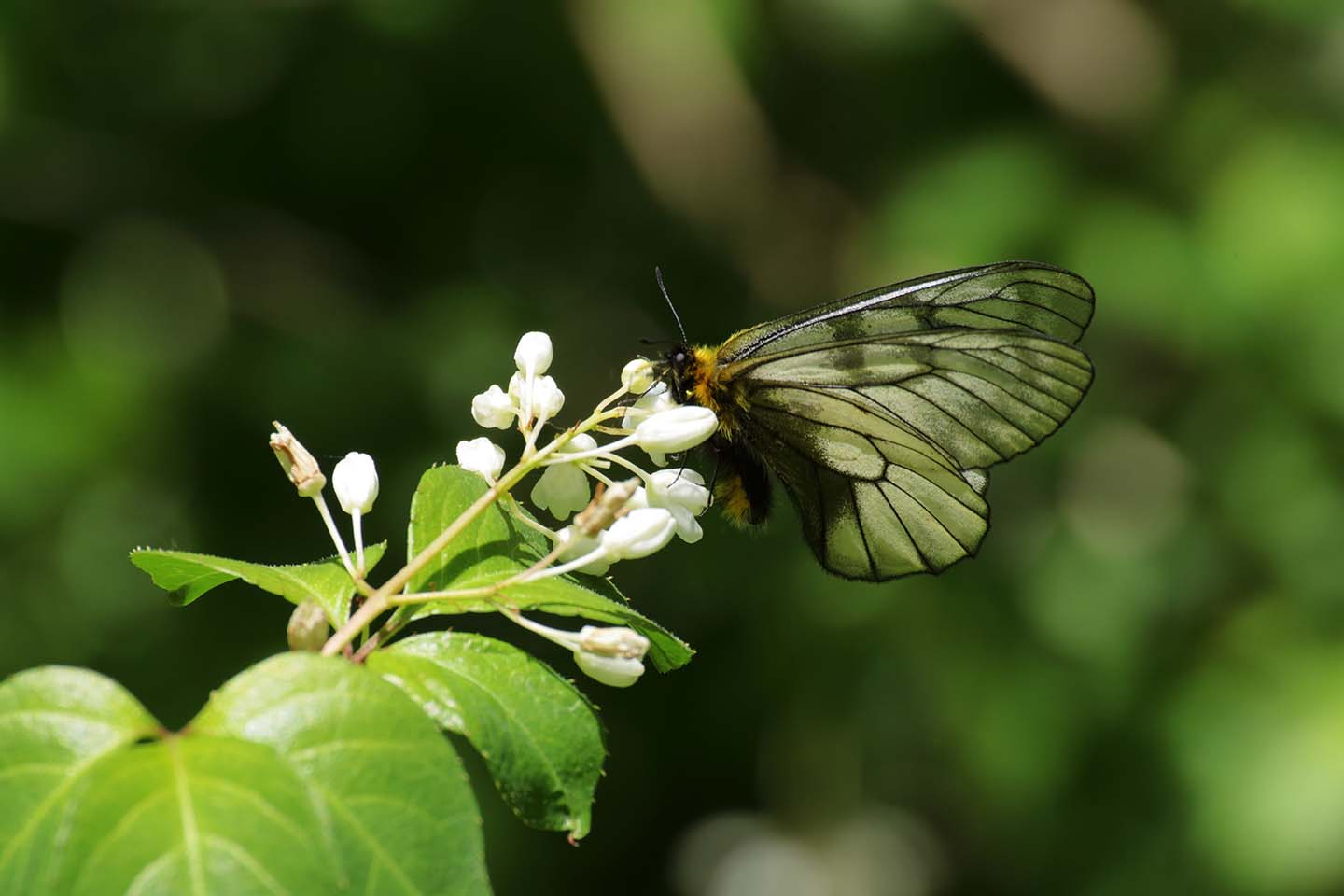 Canon EOS 6D + TAMRON SP 70-300mm F/4-5.6 Di VC USD (A005) + Extension Tube EF12II