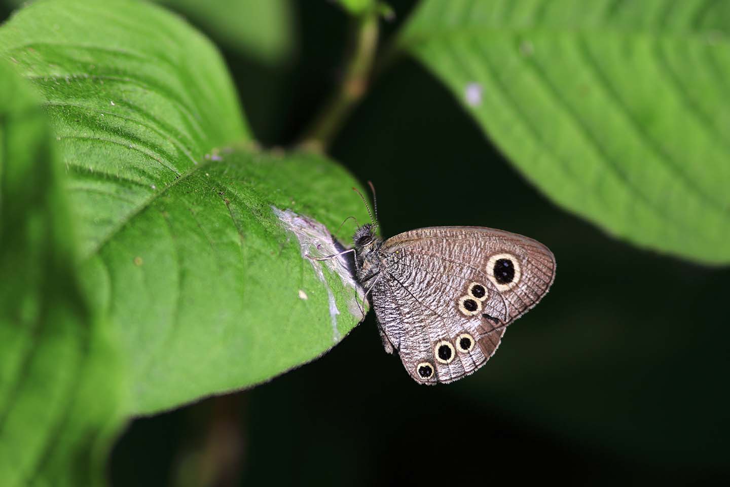 Canon EOS 6D + Canon EF100mm F2 USM