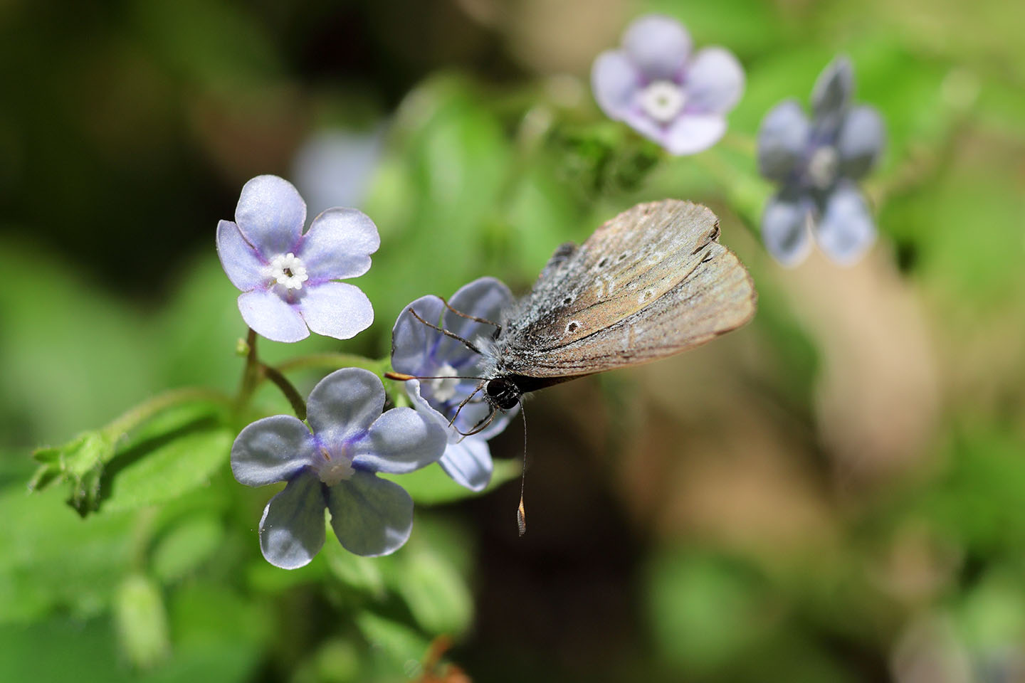 Canon EOS 6D + Canon EF100mm F2 USM